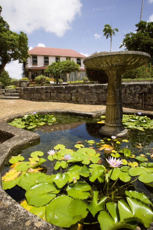 WEST INDIES, Barbados, St George, Francia plantation house gardens and waterlilly pond with fountain