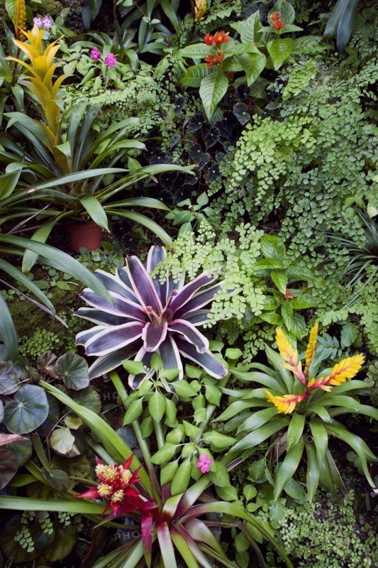 WEST INDIES, Barbados, St George, Francia plantation house greenhouse with tropical plants