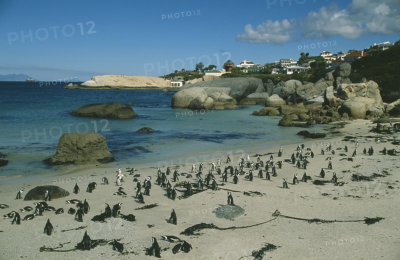 SOUTH AFRICA, Western Cape, Boulders Beach, Coastline with sandy beach and large outcrops of rocks with colony of Jackass Penguins.