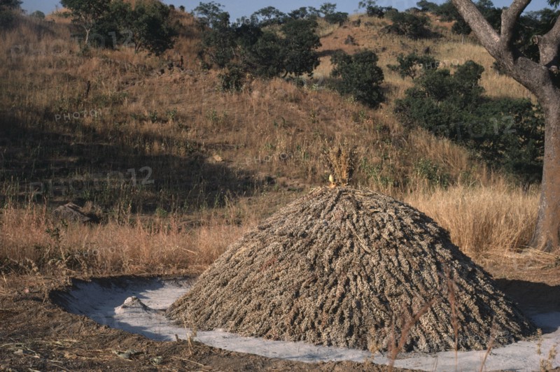 NIGERIA, Agriculture, Stack of harvested Sorghum.