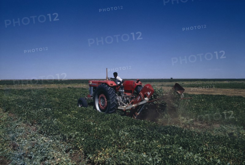 NIGERIA, Agriculture, Machine harvesting of groundnut crop.