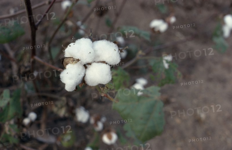 NIGERIA, Ife, Cotton bols on plant.