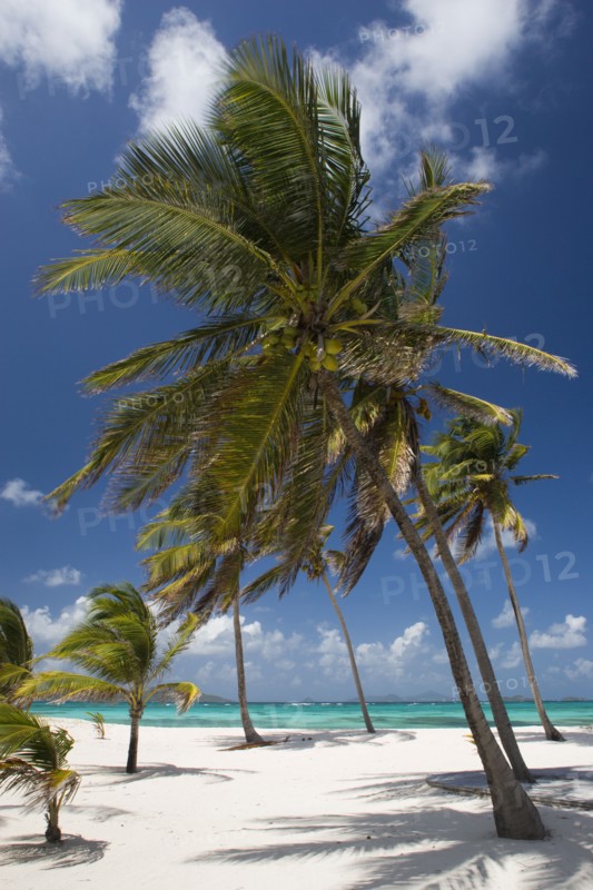 WEST INDIES, St Vincent & The Grenadines, Palm Island, Coconut trees on the beach at Palm Island Resort