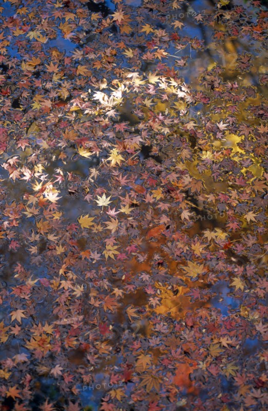 JAPAN, Honshu, Tokyo, "Kita Ku, the Kyu Furukawa gardens.  Autumn maple leaves floating in a waterway."