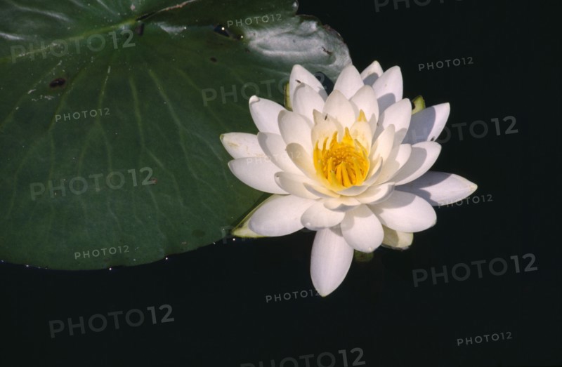 JAPAN, Water Flowers, Open lotus blossom.