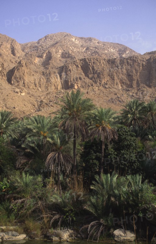 OMAN, Tiwi, "Wadi, an area of natural water in the desert, palm trees and a mountain in the distance"