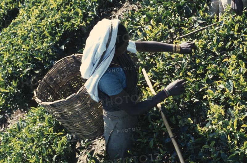 SRI LANKA, Agriculture, "Tamil women working in tea plantation, handpicking leaves to be placed in basket carried on her back."