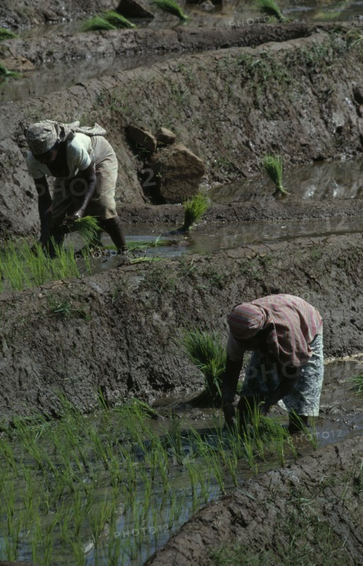 SRI LANKA, Agriculture, Women planting rice seedlings in terraced paddy near Kandy.