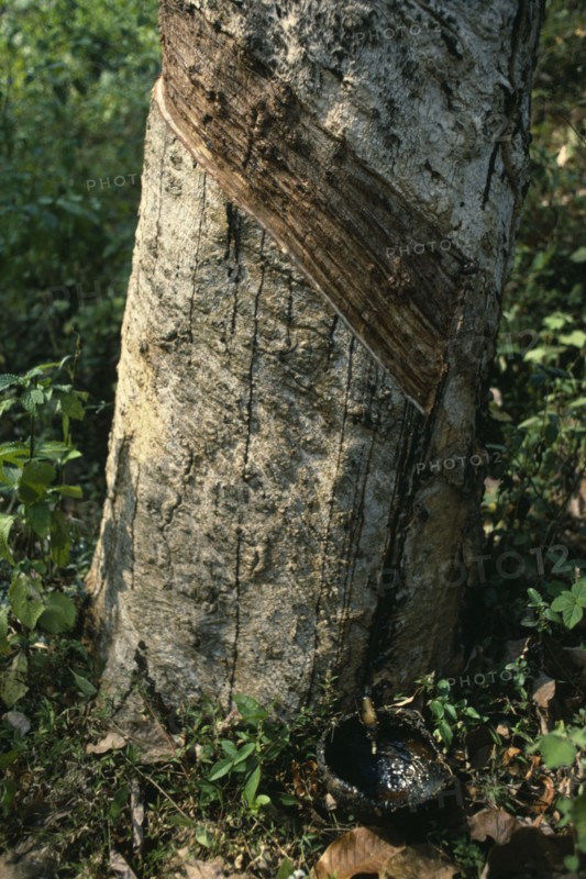 SRI LANKA, Agriculture, Rubber tapping.