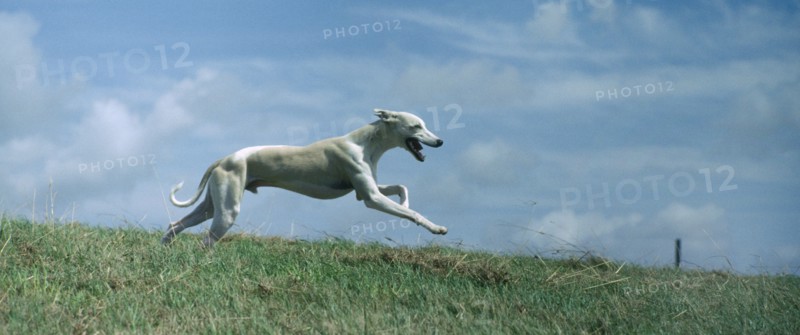 DOMESTIC ANIMALS, Dogs, Running, Bi-coloured Whippet hound running through open countryside.