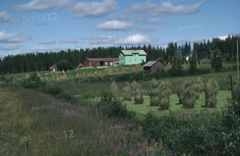 FINLAND, Lapland, Traditional agricultural landscape with small hayricks and wooden farm buildings.