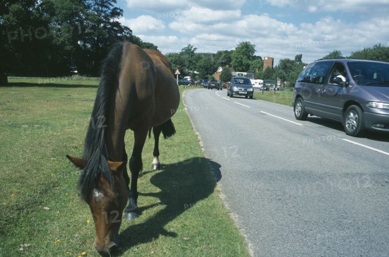 ENGLAND, Hampshire, Lyndhurst, New Forest Pony grazing on grass next to road side with cars traveling past.