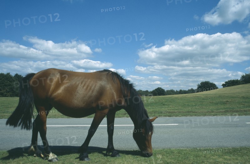 ENGLAND, Hampshire, Lyndhurst, New Forest Pony grazing on grass next to road side.