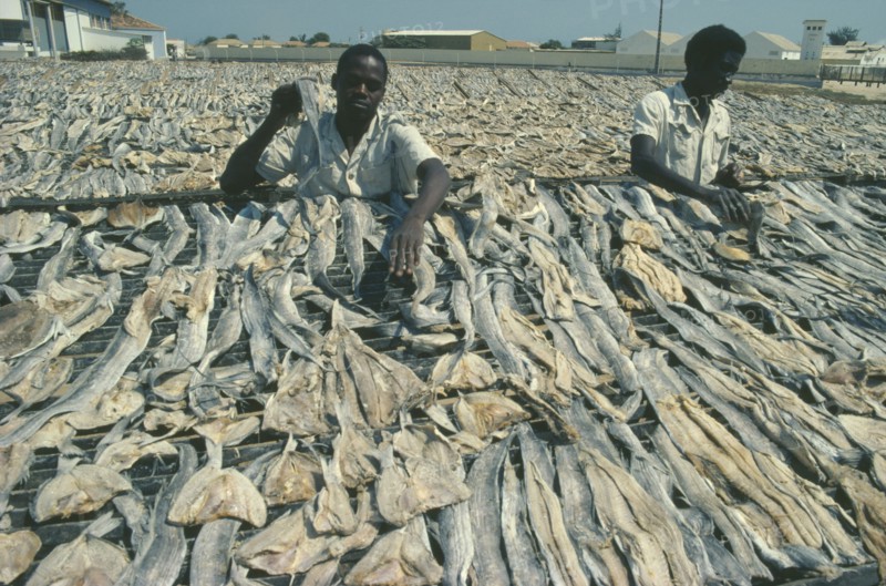 ANGOLA, Mocamedes, Laying out fish to dry on metal racks.