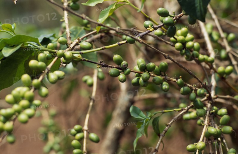 BURUNDI, Kirundo Province, Coffee growing near the border with Rwanda.  Principal cash crop of Burundi.