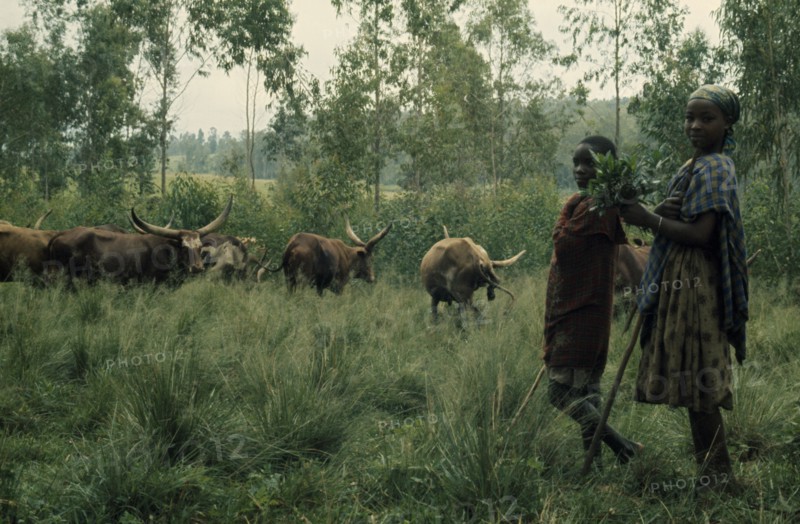 BURUNDI, Tribal People, Hutu children and cattle herd.