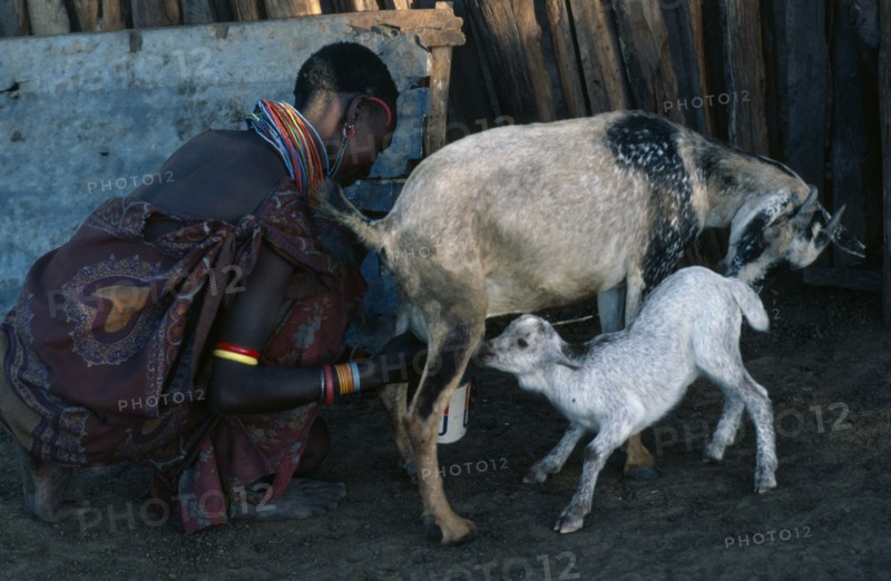 KENYA, Farming, Samburu woman milking goat with kid.