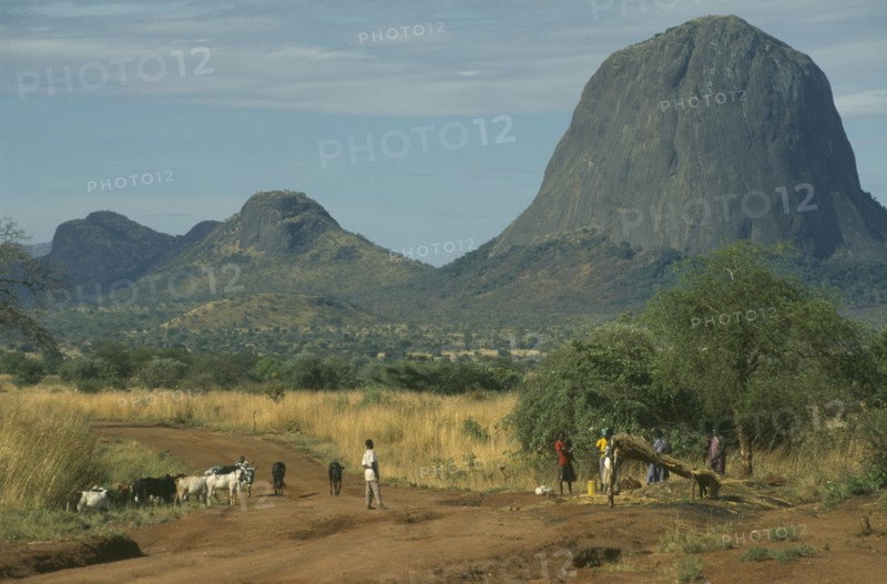 UGANDA, Karamoja, Rural bus stop on unmade road with large domed rock formation behind and cattle with herder in foreground.