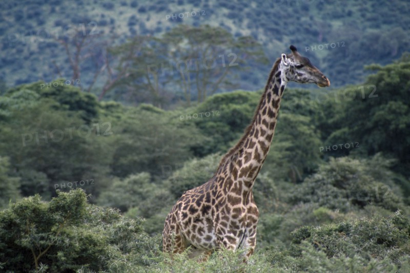 TANZANIA, Lake Manyara N. Park, Adult giraffe standing amongst trees and scrub.