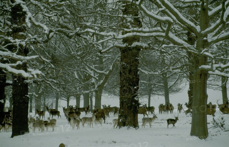 ENGLAND, London, Fallow deer amongst trees in snow in Richmond Park.