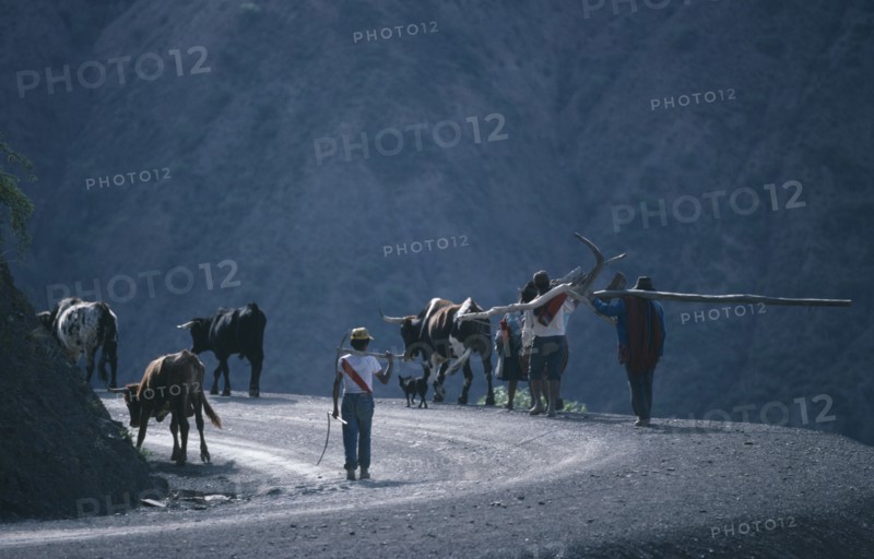 20072677 BOLIVIA Potosi Agriculture Farming family with livestock and plough returning home after days work.