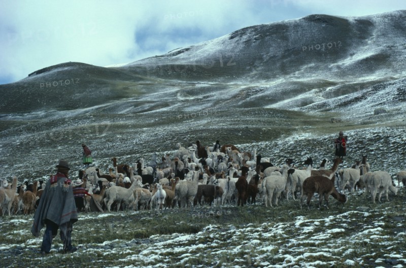 BOLIVIA, Collpa Huata, Shepherds with alpaca herd on mountain pasture with light snow covering.