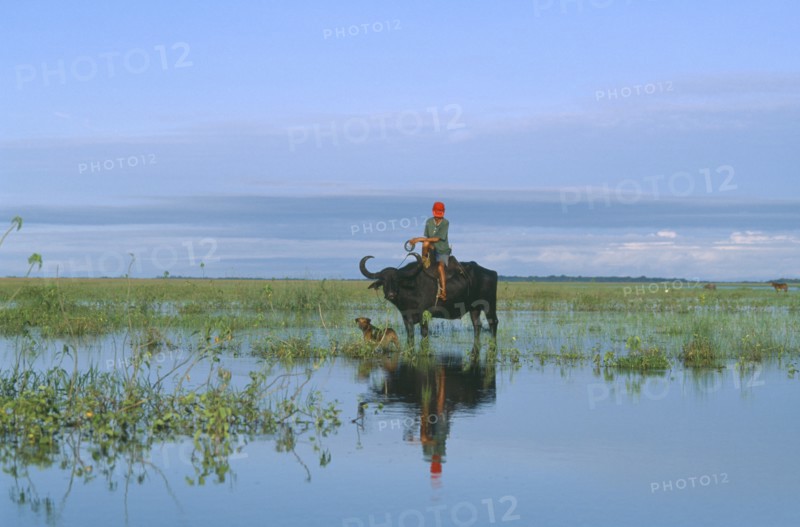 BRAZIL, Para, Marajo Island, Cowboy on water buffalo in wet savanna.