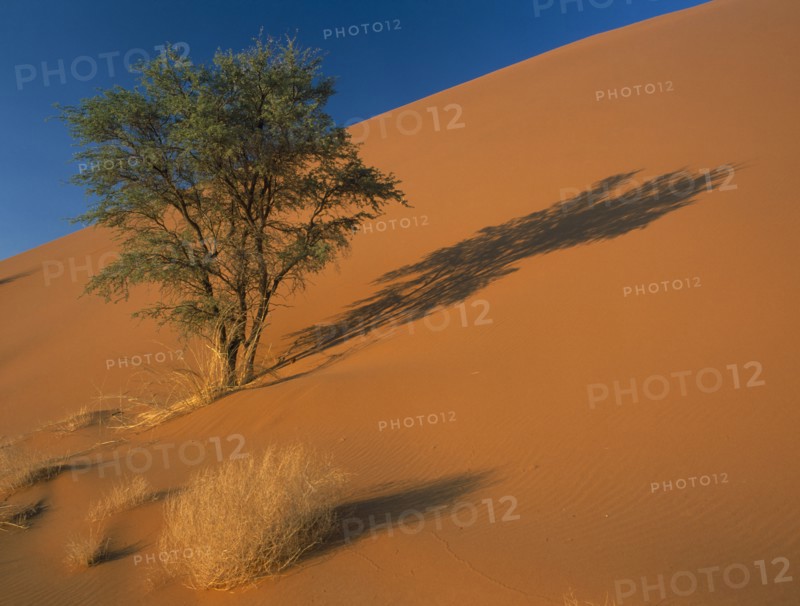 NAMIBIA, Namib Desert, Sossusvlei, A tree growing out of a sand dune creating a shadow on the sand