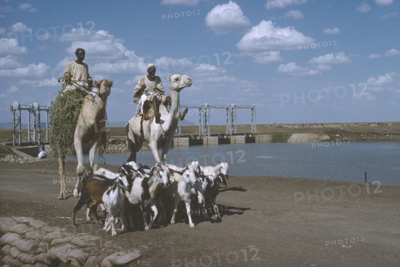 SUDAN, Agriculture, Camel riders with goat herd passing the Rahad Dam.