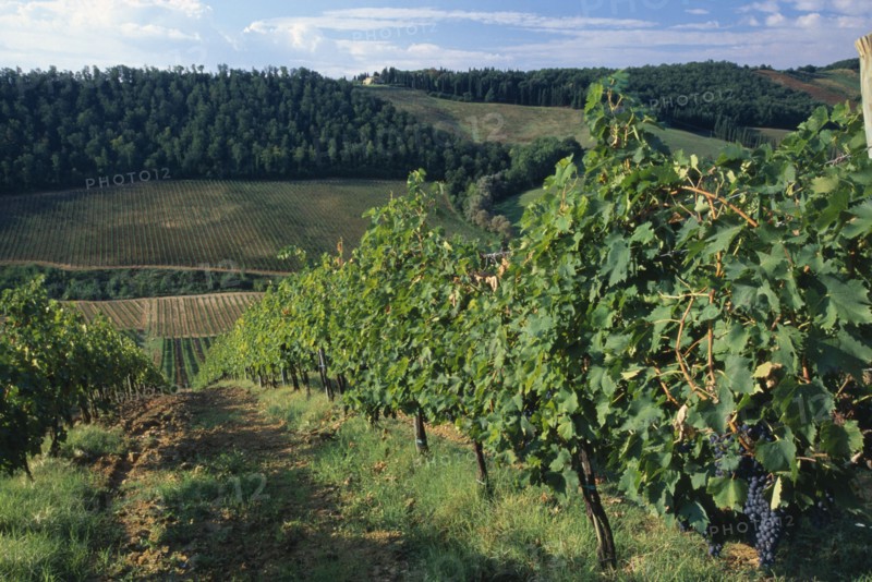 ITALY, Tuscany, San Gimignano, Landscape with vineyards and sloping fields.