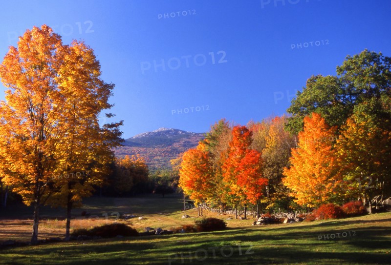 USA, New Hampshire, Jaffrey, "Golden, autumnal trees in a park with Mount Monadanock in the distance."