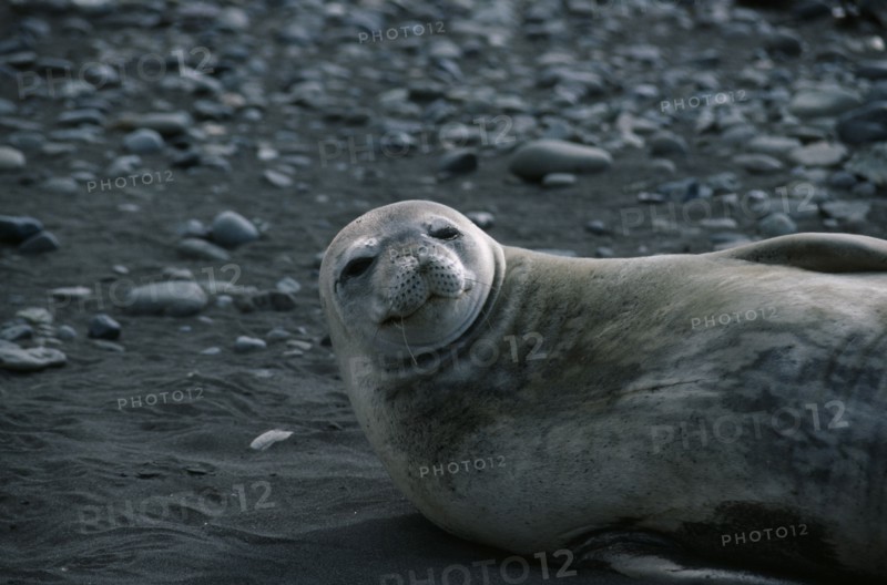 ANTARCTICA, Peninsula Region, A Weddell seal lying on it’s back on the rocks.