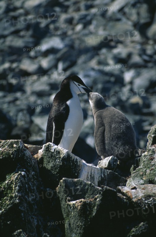 ANTARCTICA, South Shetland Islands, Half Moon Islands. An adult chinstrap penguin feeding its chick on the rocks.