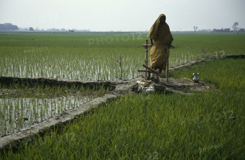 BANGLADESH, Agriculture, Peddle powered irrigation.  Woman using a treadle pump.
