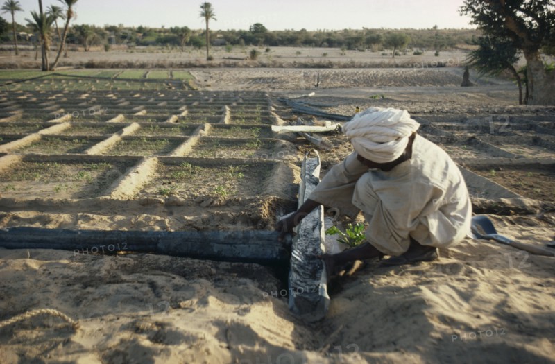 SUDAN, Kordofan Province, Agriculture, Man constructing irrigation channels for cultivated plots.