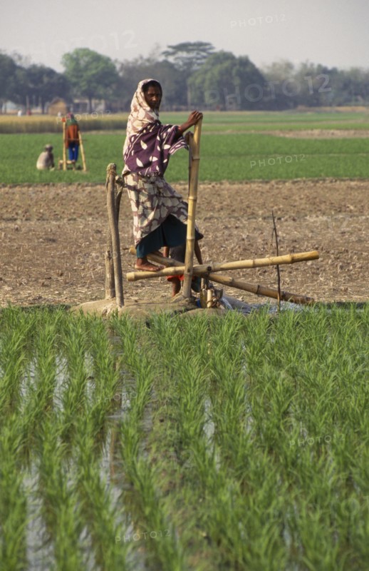 BANGLADESH, Bogra, Woman operating treadle pump irrigating rice fields.
