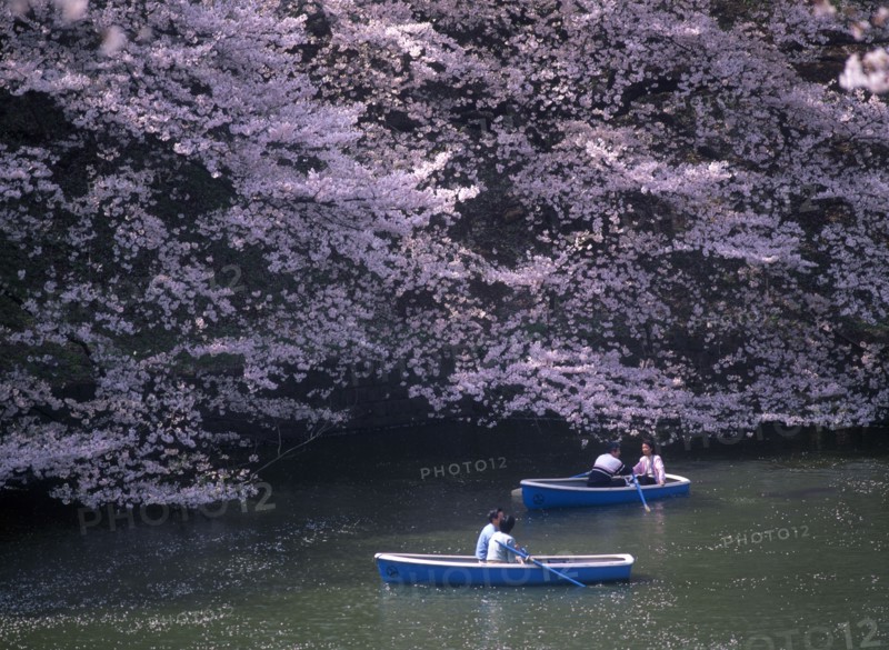 JAPAN, Honshu, Tokyo, Chidorigafuchi Park. Imperial Palace. Boating lake with people on blue boats surrounded by overhanging pink Cherry Blossom trees.