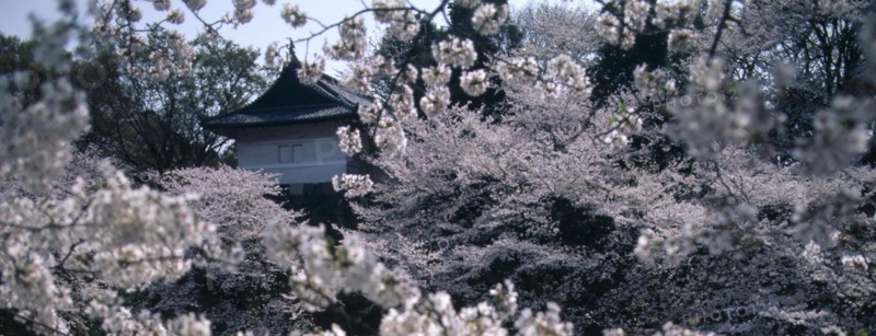 JAPAN, Honshu, Tokyo, Chidorigafuchi Park. Panoramic view of cherry blossom at Tayasu-mon gate on the north side of the Imperial Palace.