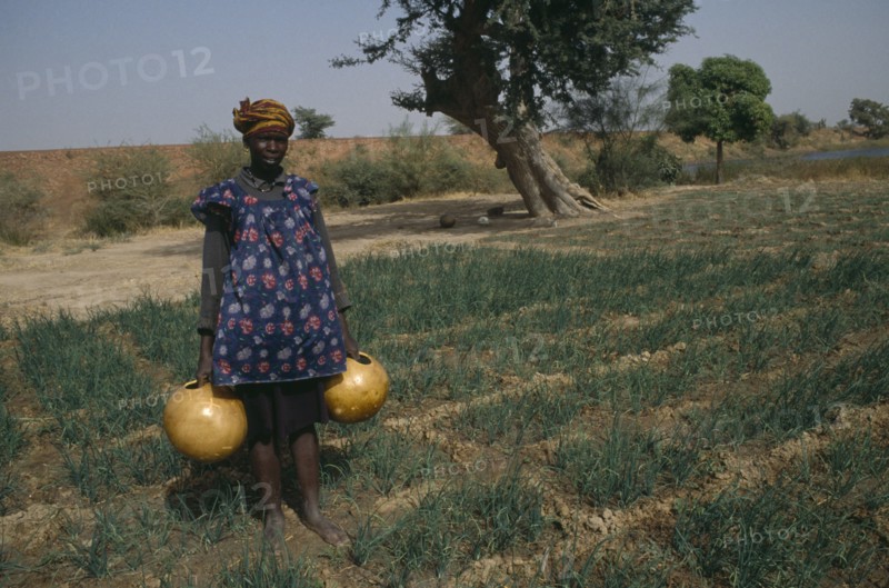 MALI, Markala, Woman watering rice seedlings beside the River Niger.