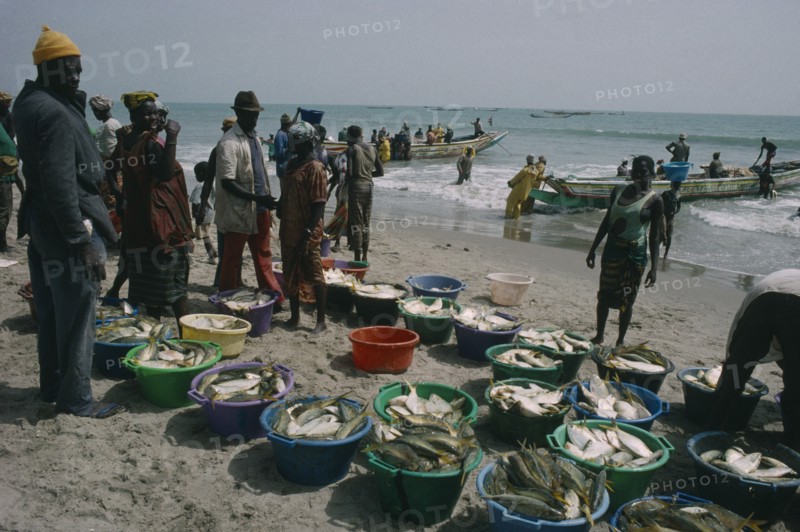 GAMBIA, Industry, Fishing, Fishing village with people on the beach with buckets of  the days catch of fish and boats on shoreline.