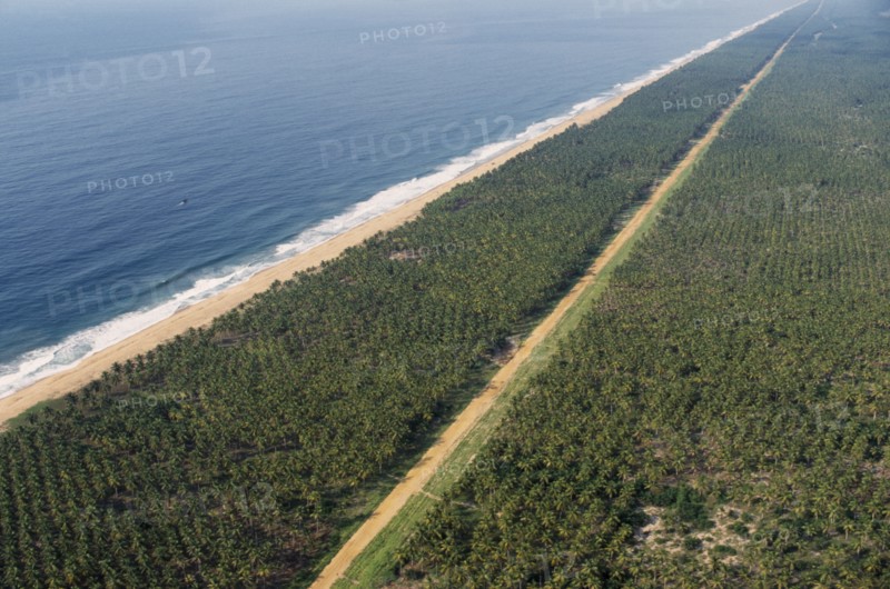 IVORY COAST, Abidjan, Aerial view over palm plantations and shoreline
