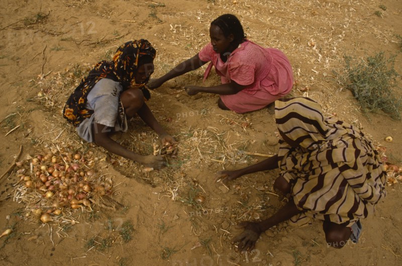 SUDAN, Farming, Women’s market gardening group.