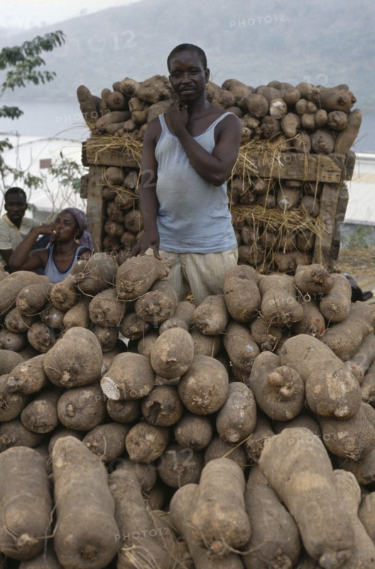 GHANA, Markets, Man with yams for sale.