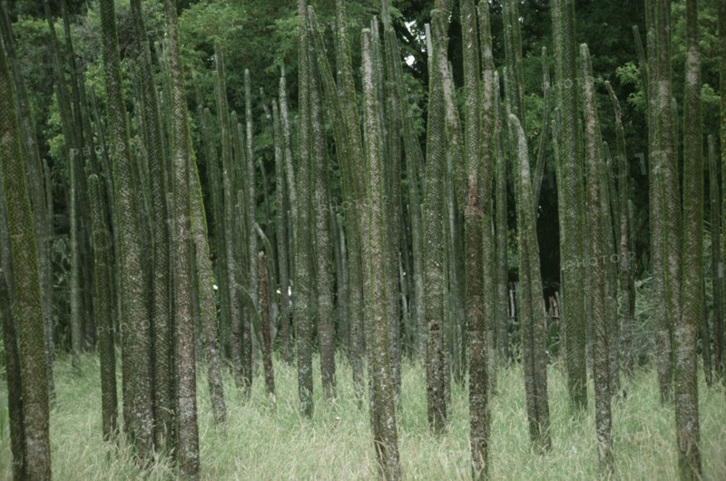 MADAGASCAR, Berenty, The Spiny Forest dry adapted vegetation.