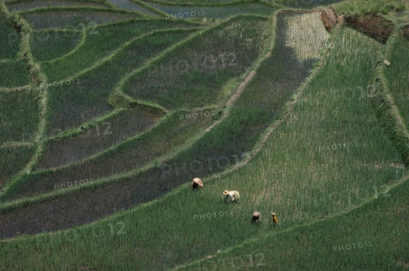 MADAGASCAR, Farming, Women working in terraced rice fields.