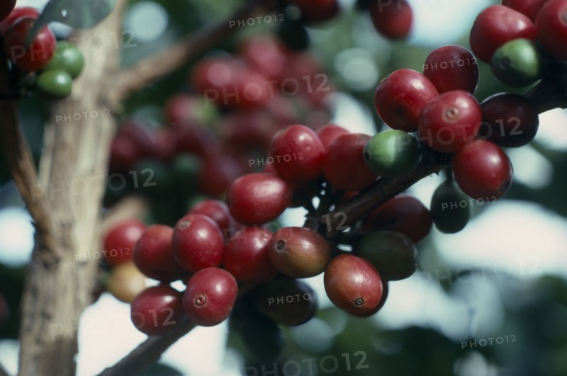 KENYA, Agriculture, Growing coffee.