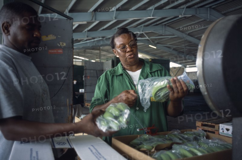 DOMINICA, Roseau, A WIBDECO buyer checks the quality of bananas destined for shipment to the United Kingdom.