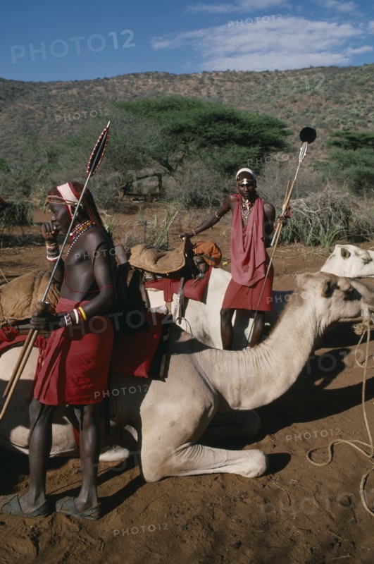 KENYA, Highlands, Samburu camel safari near Nanyuki.