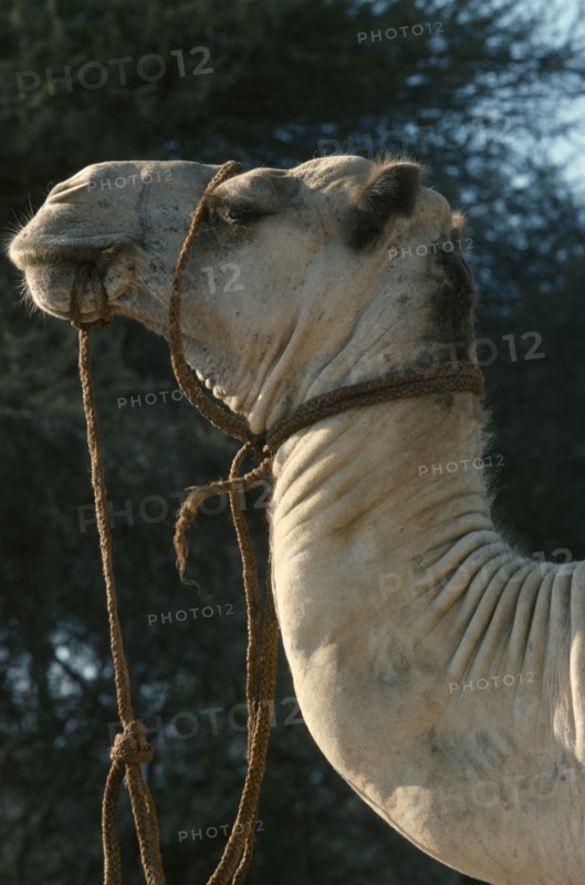 KENYA, Transport, Animal, Samburu camel safari. Camel with rope harness.