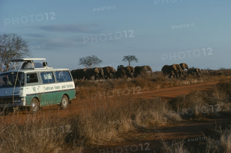 KENYA, Tsavo Park, Tourists in safari jeep watching herd of elephants.